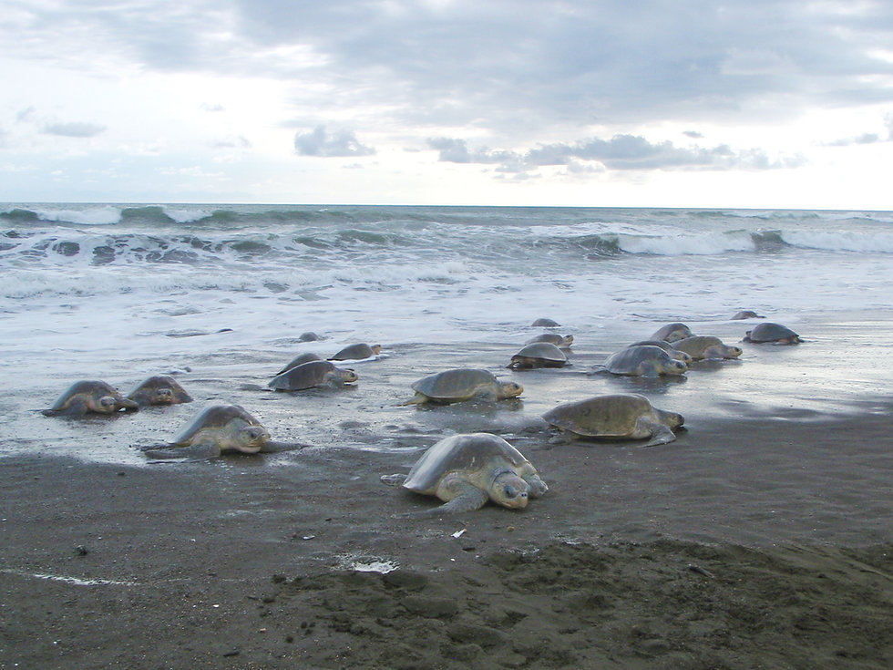 Arribadas Wildlife Conservation Association Nosara