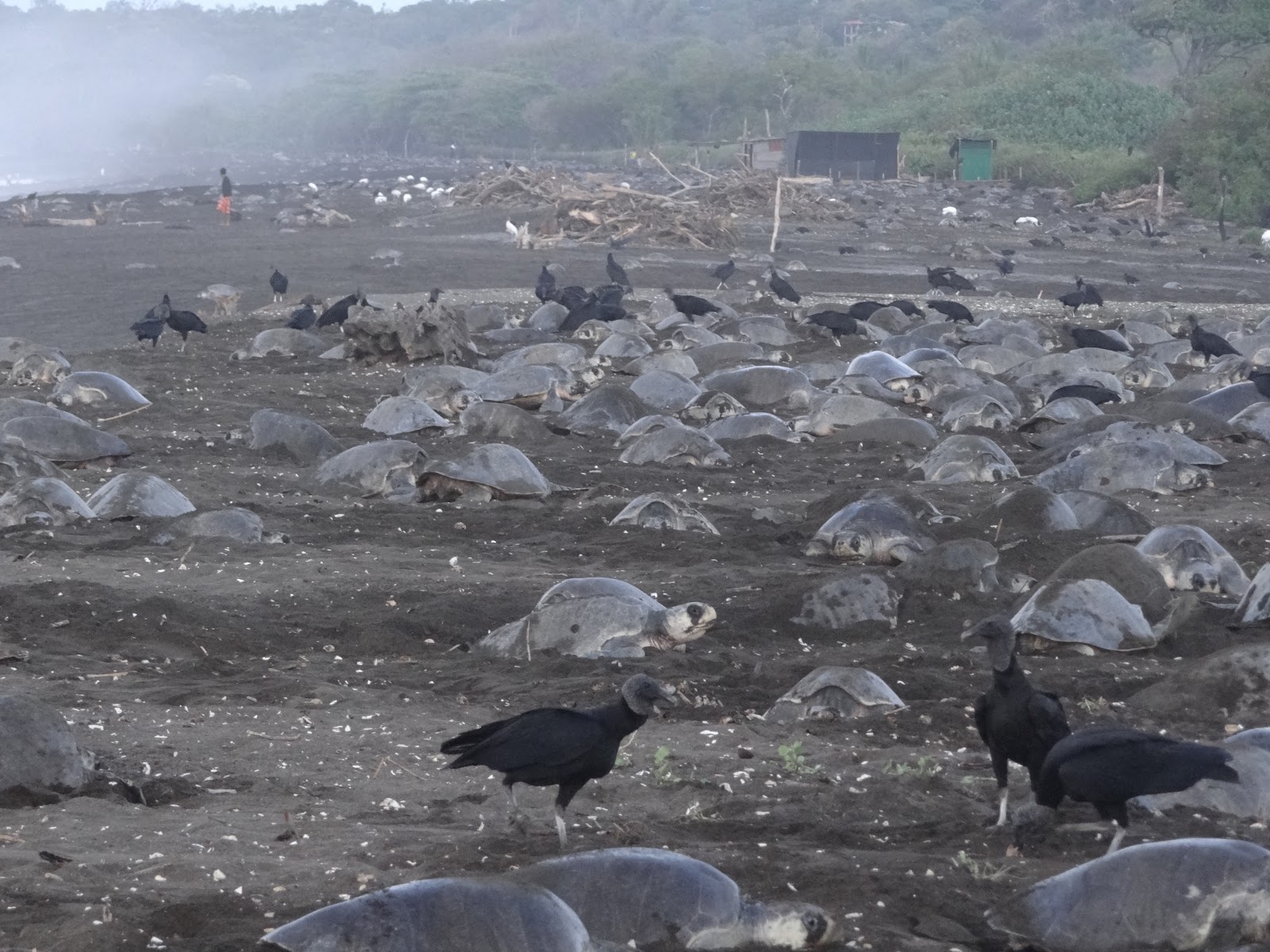 Leatherback and Pacific Green Sea Turtle Project Ostional Ostional